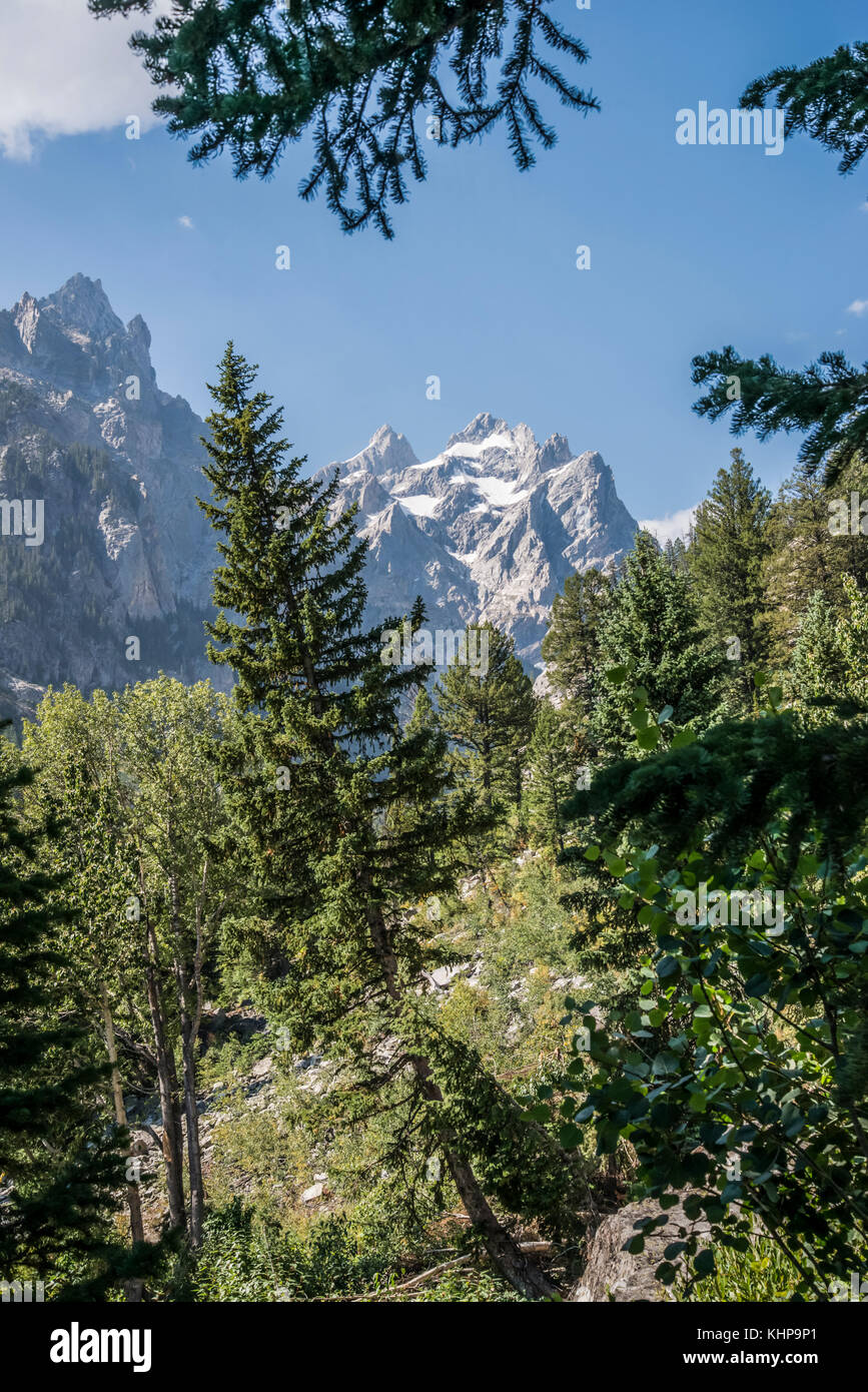 Forêt et montagnes du Grand Teton sur la promenade de jenny lake à inspiration point Banque D'Images