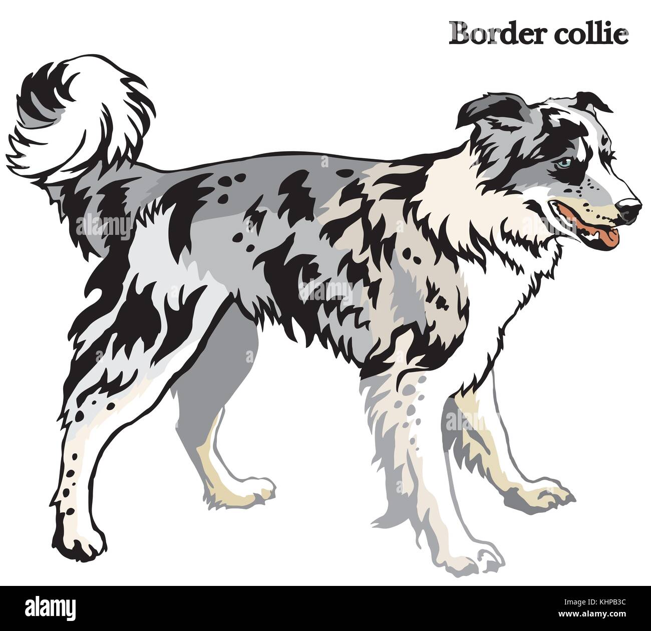 Portrait de l'article profil de chien border collie bleu merle (couleur), vector illustration colorées isolé sur fond blanc Illustration de Vecteur