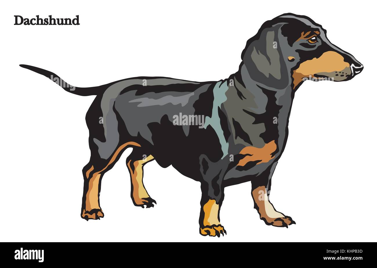Portrait de l'article profil de teckel, chien coloré vecteur illustration isolé sur fond blanc Illustration de Vecteur