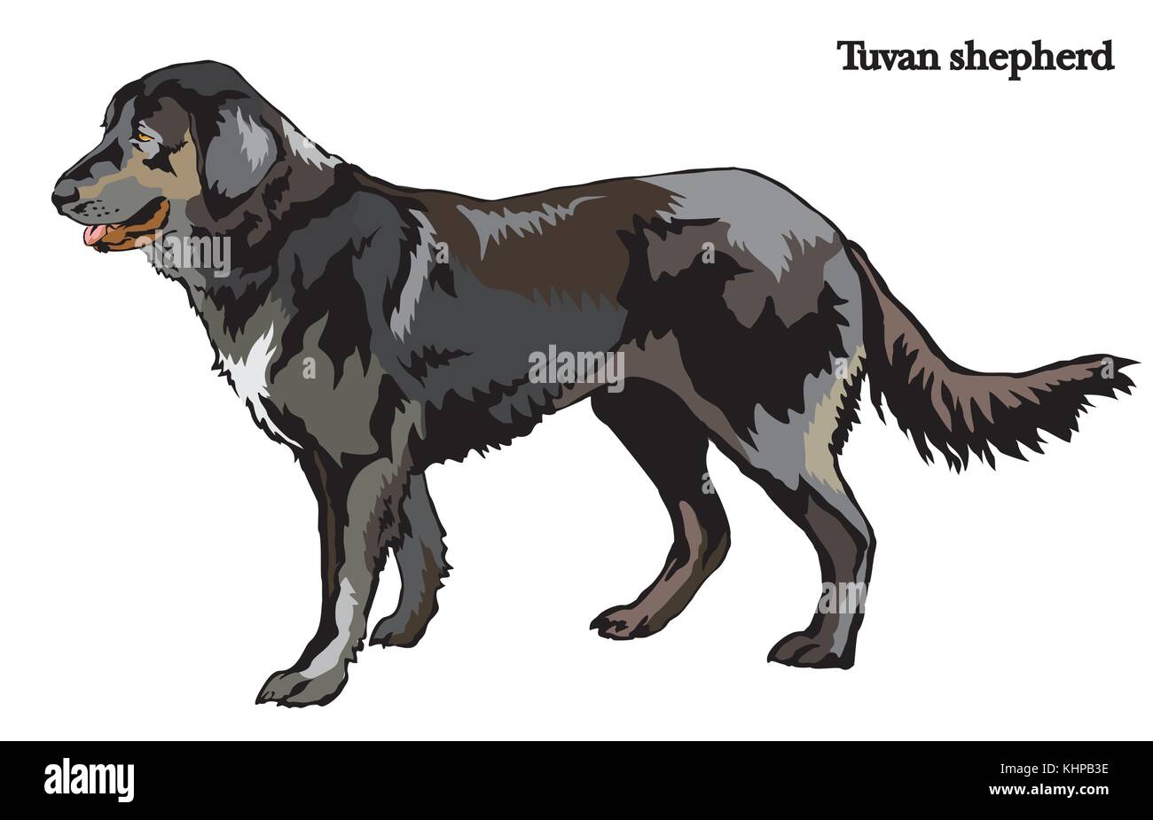 Portrait de l'article profil de chien berger (berger tuva), vector illustration colorées isolé sur fond blanc Illustration de Vecteur
