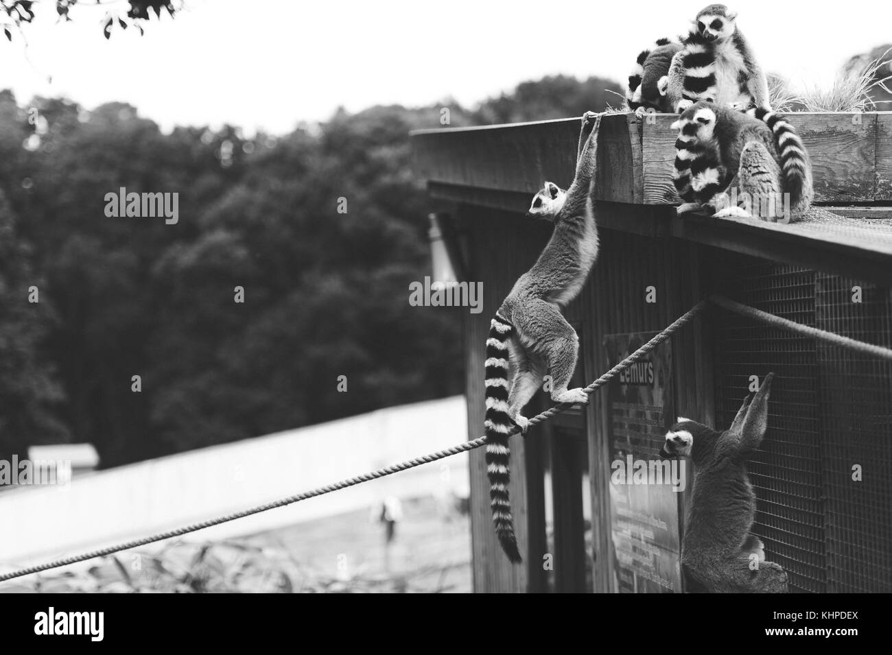 Collection d'animaux de zoo dans leurs enceintes. de mammifères et d'oiseaux. Banque D'Images