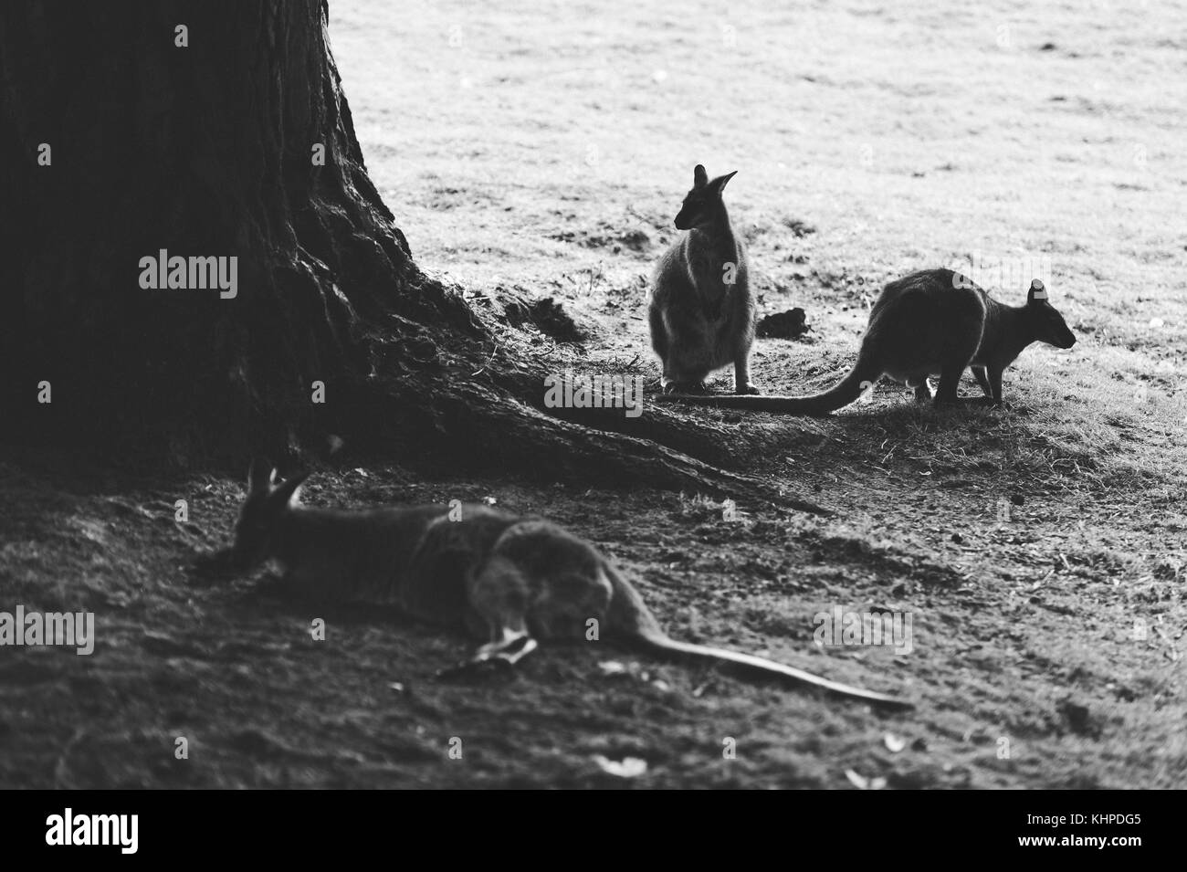 Collection d'animaux de zoo dans leurs enceintes. de mammifères et d'oiseaux. Banque D'Images