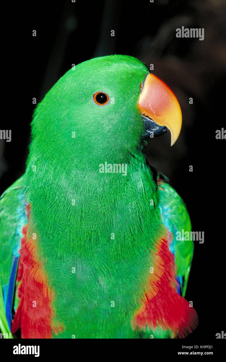 Eclectus perroquet, Eclectus roratus, mâle Banque D'Images