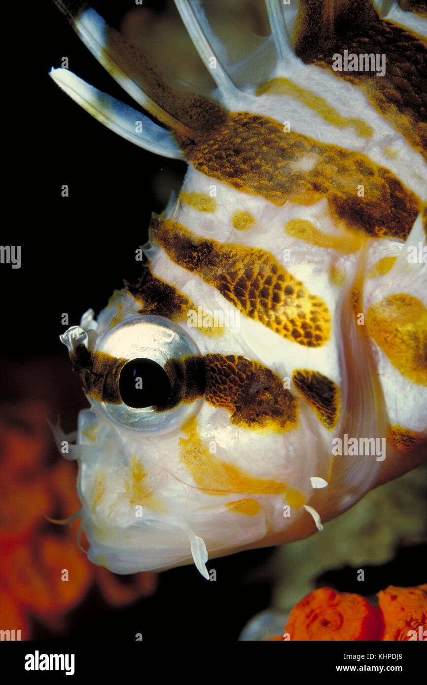 Un gros plan d'un poisson-lion hawaïen, sphex Pterois Banque D'Images