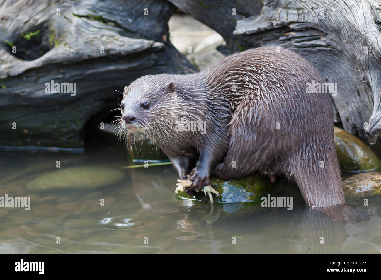 WWT London Wetland Centre : l'alimentation de la loutre. (Lutra lutra). Banque D'Images