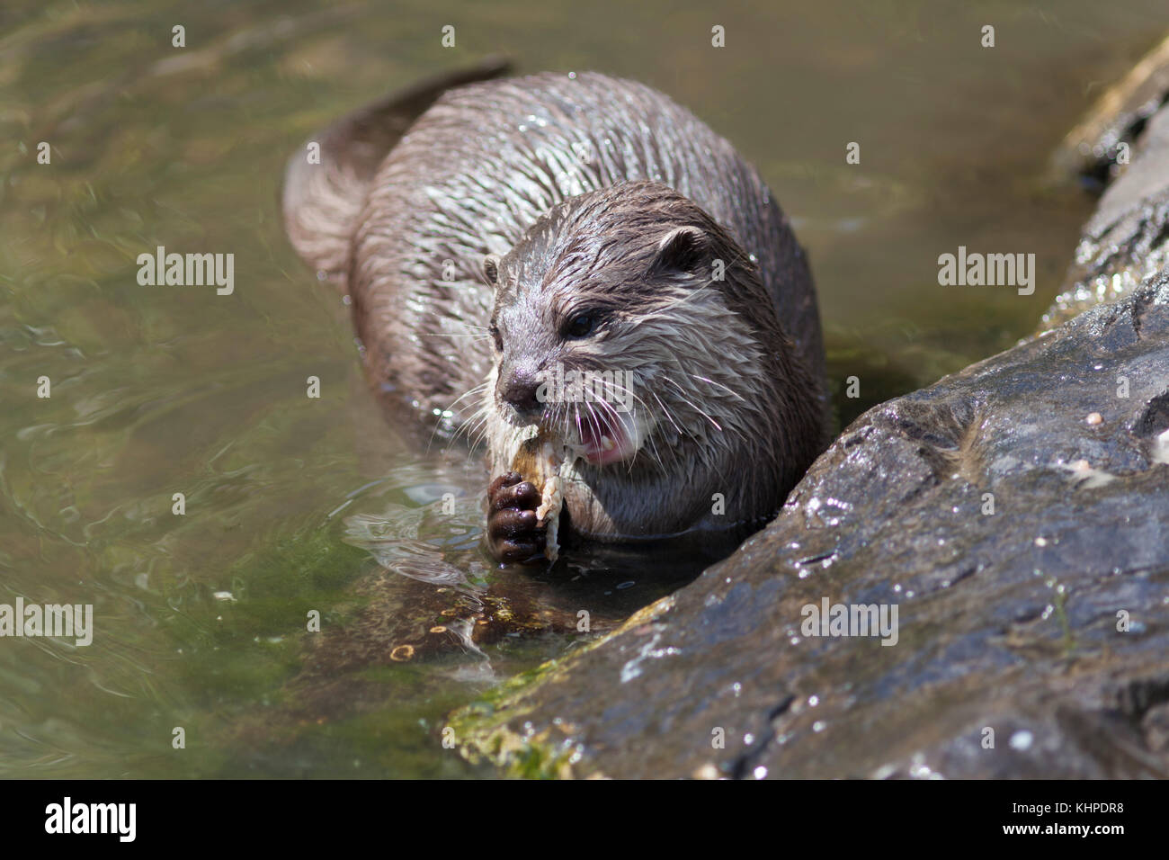WWT London Wetland Centre : l'alimentation de la loutre. (Lutra lutra). Banque D'Images
