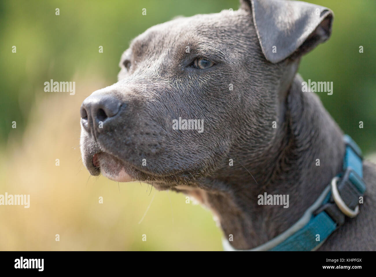 Pitbull Chien A Collier Bleu Sur Fond D Herbe Photo Stock Alamy