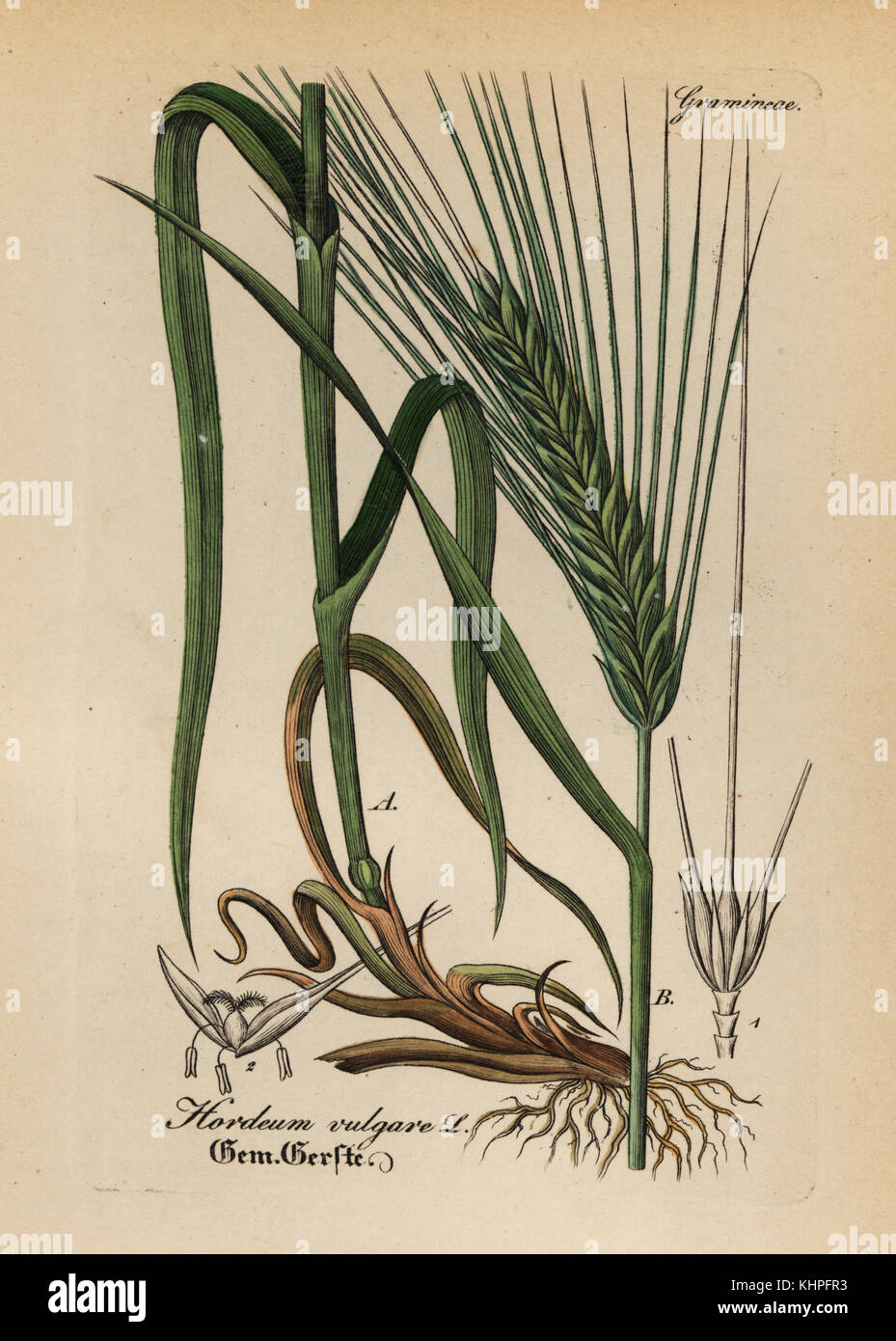 L'orge, Hordeum vulgare. Coloriée à la gravure sur cuivre du Dr. Willibald" sammtlicher mediinisch Hand-Atlas Artus-pharmaceutischer Gewachse, (Manuel de tous les médecins-usines pharmaceutiques), Iéna, 1876. Banque D'Images