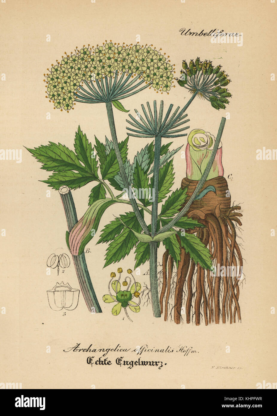 L'angélique ou le céleri sauvage, Angelica archangelica (Archangelica officinalis). Coloriée à la gravure sur cuivre du Dr. Willibald" sammtlicher mediinisch Hand-Atlas Artus-pharmaceutischer Gewachse, (Manuel de tous les médecins-usines pharmaceutiques), Iéna, 1876. Banque D'Images