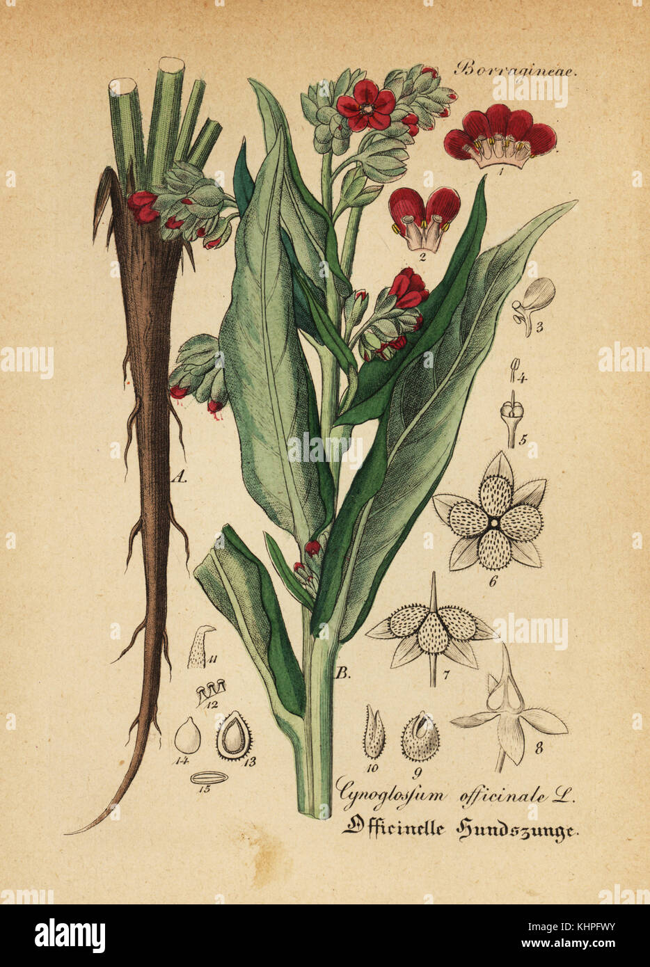 Houndstooth, Cynoglossum officinale. Coloriée à la gravure sur cuivre du Dr. Willibald" sammtlicher mediinisch Hand-Atlas Artus-pharmaceutischer Gewachse, (Manuel de tous les médecins-usines pharmaceutiques), Iéna, 1876. Banque D'Images