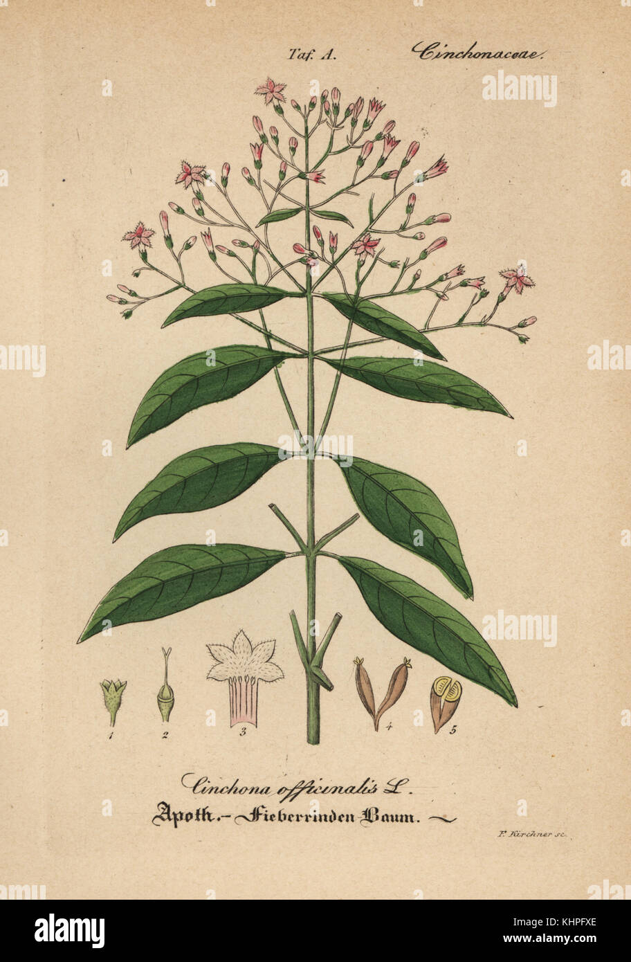 La quinine, le quinquina rouge ou l'écorce de quinquina, Cinchona officinalis. Coloriée à la gravure sur cuivre du Dr. Willibald" sammtlicher mediinisch Hand-Atlas Artus-pharmaceutischer Gewachse, (Manuel de tous les médecins-usines pharmaceutiques), Iéna, 1876. Banque D'Images