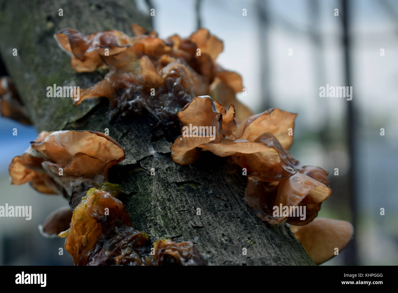 Les maladies des plantes Banque D'Images
