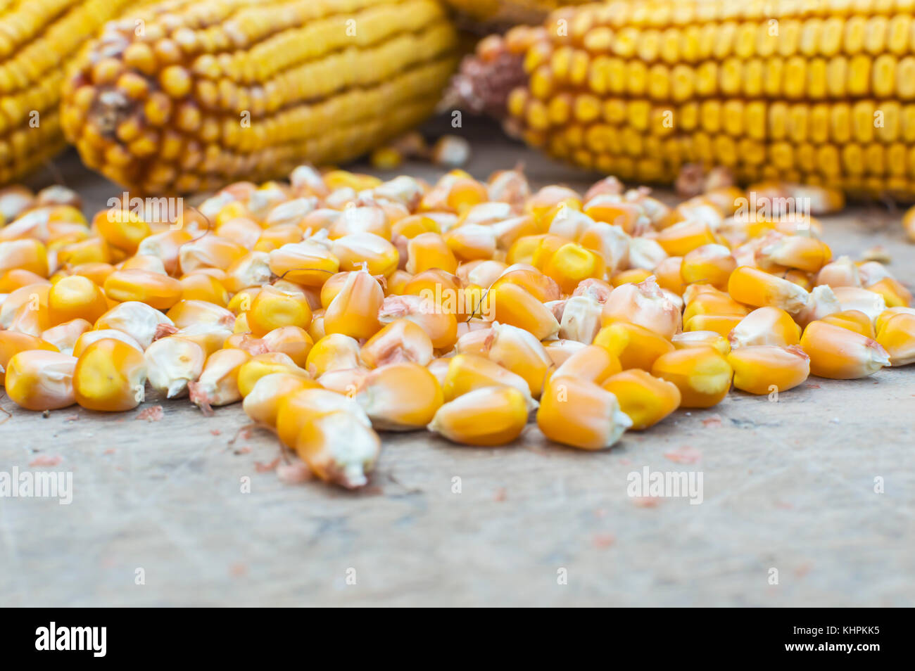 Les haricots maïs à grains. selective focus Banque D'Images