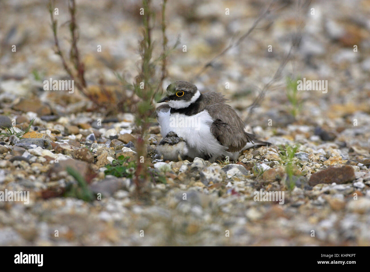 Petit Gravelot Charadrius dubius poussins éclos juste couvaison Blashford Lakes Hampshire Wildlife Trust Réserver Hampshire Angleterre Banque D'Images