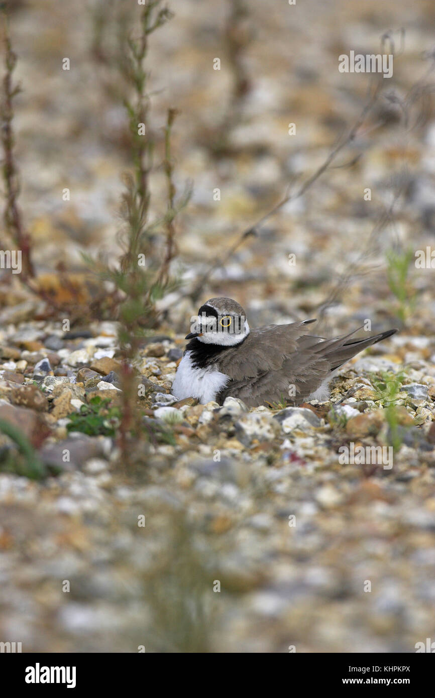 Petit Gravelot Charadrius dubius poussins éclos juste couvaison Blashford Lakes Hampshire Wildlife Trust Réserver Hampshire Angleterre Banque D'Images