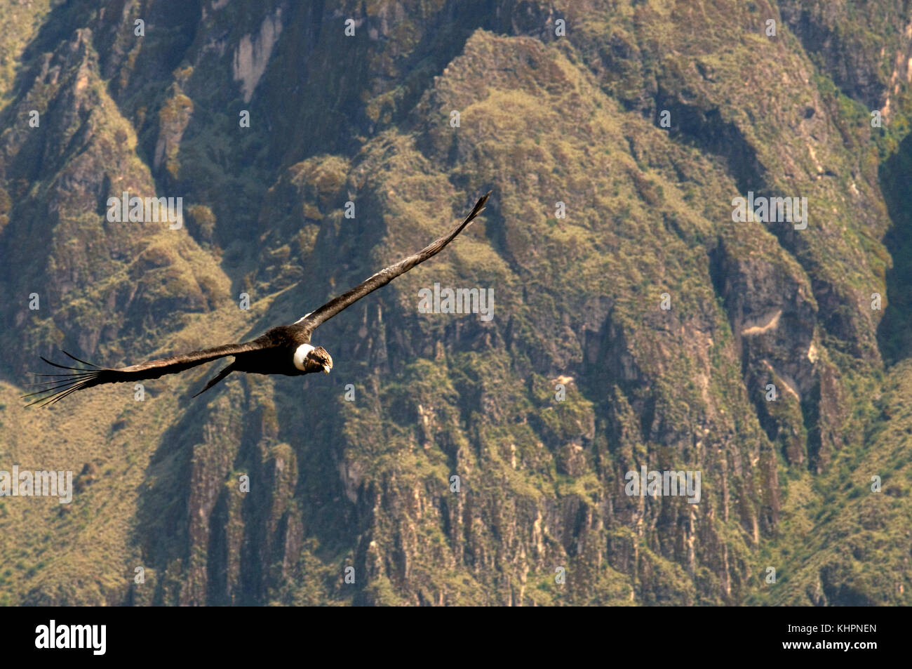 Le condor andin survolant le canyon du Colca sur la Cruz del Cóndor à Colca Canyon, Pérou Banque D'Images