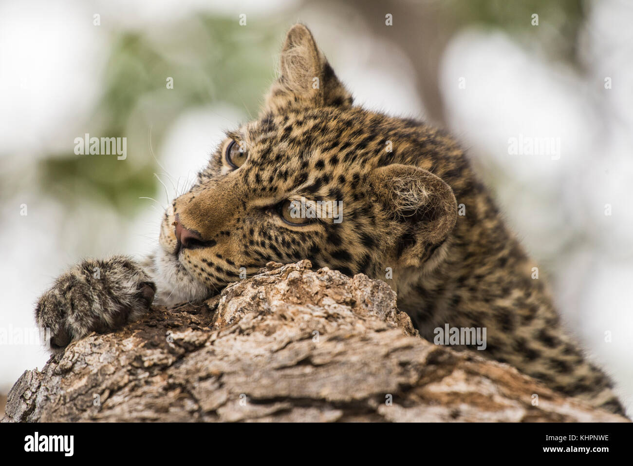 Leopard (Panthera pardus) chaton sur arbre, mashatu, Tuli Block, botswana Banque D'Images