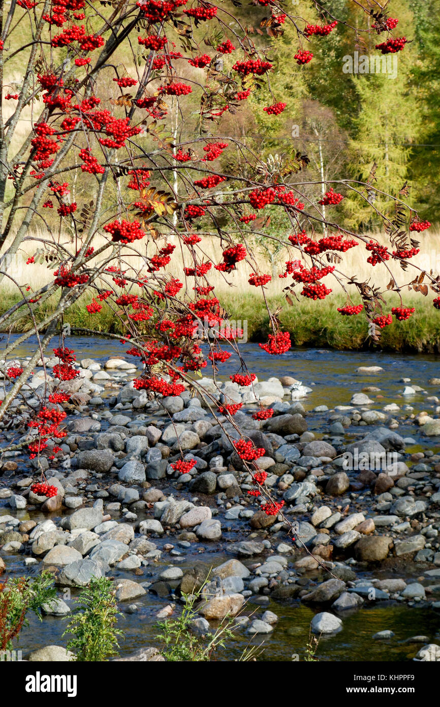 Rowan Berries au bord de la rivière South Esk, Glen Clova, Écosse. Banque D'Images