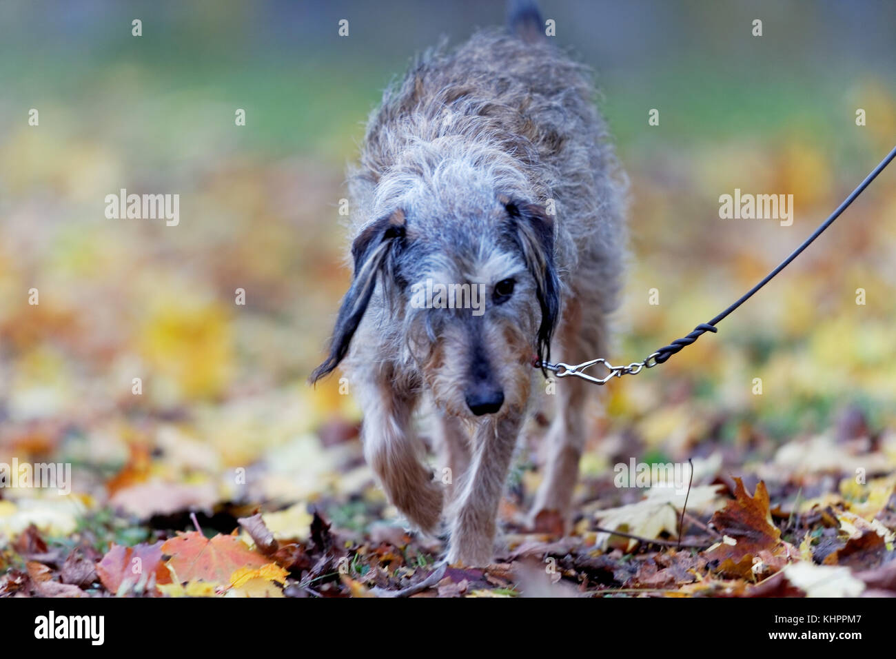 chien sur le plomb Banque D'Images