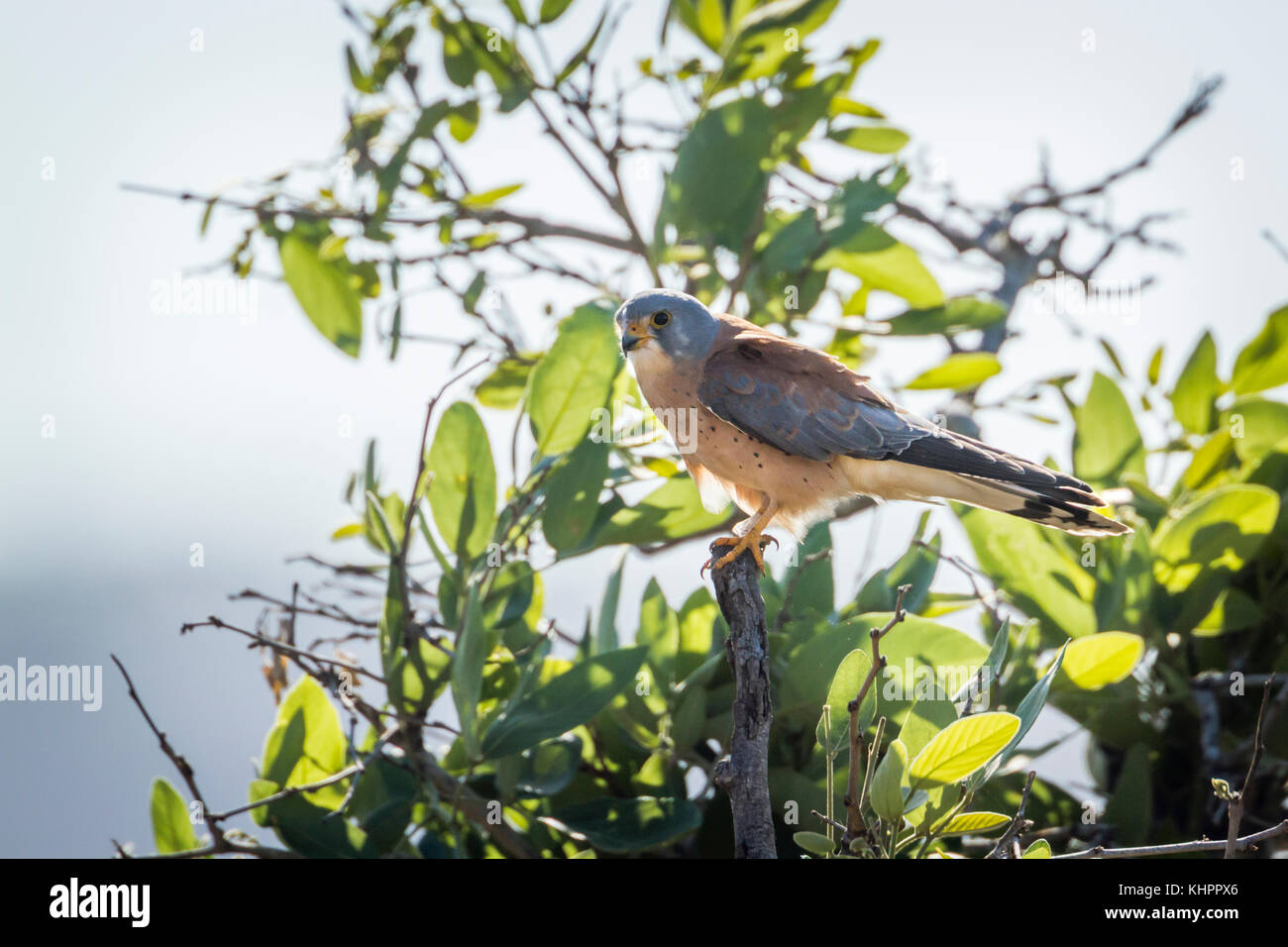 Faucon crécerellette dans Kruger National Park, Afrique du Sud ; espèce Falco naumanni famille des falconidae Banque D'Images