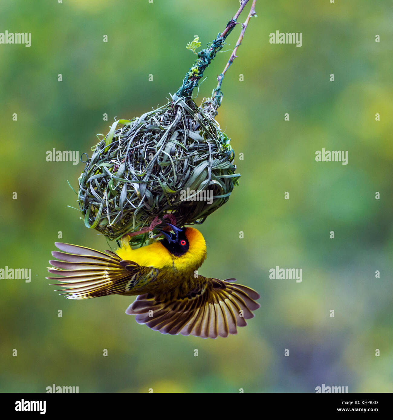 Le sud de masked weaver dans Kruger National Park, Afrique du Sud ; espèce de la famille des ploceidae ploceus velatus de Banque D'Images