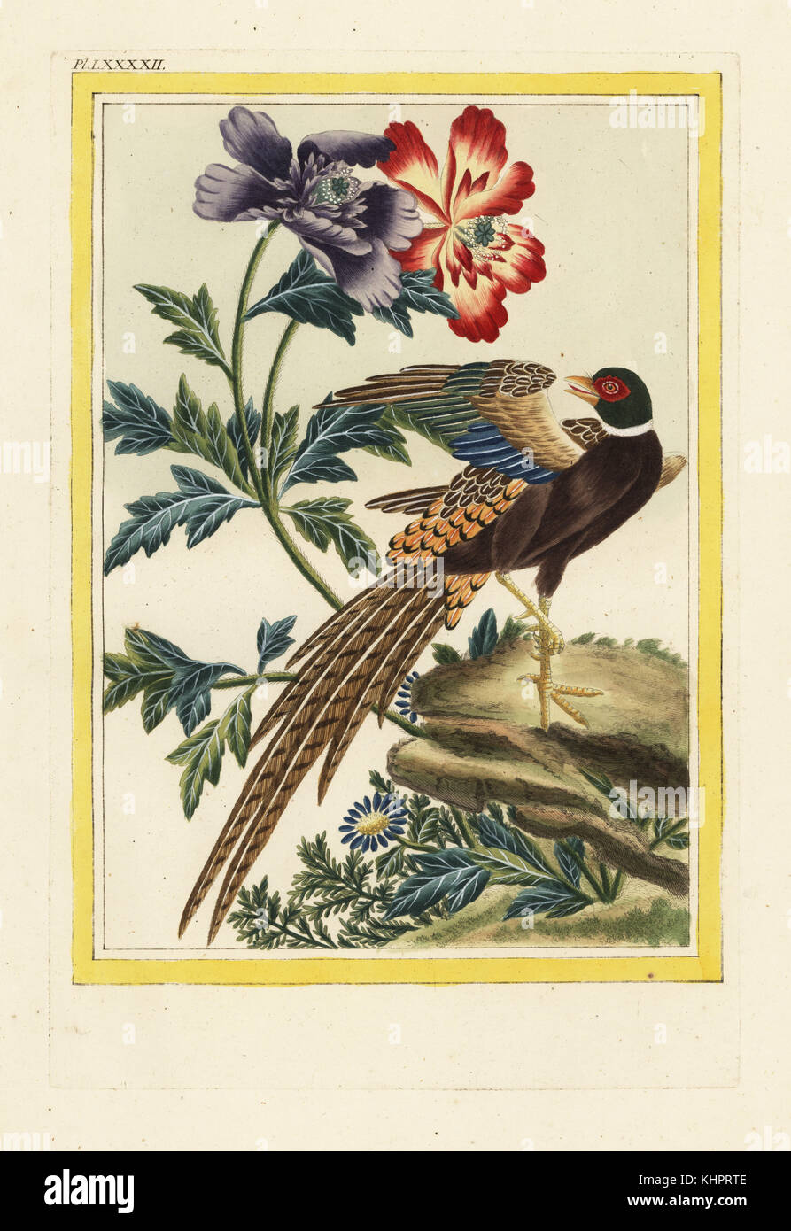 Des pavots rouges et violettes. Violet et Rouge Coquelicot, Papaver espèce, et Chinois, le faisan de Colchide Phasianus colchicus. Gravure coloriée de Pierre Joseph Buchoz' Collection precieuse et enluminee des fleurs les plus belles et les plus curieuses, qui se cultivent tant dans les jardins de la chine, que dans ceux de l'Europe, Paris, 1776. Banque D'Images