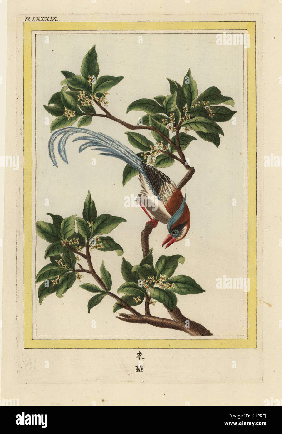 La Frangula de la Chine. Le nerprun bourdaine Frangula alnus, chinois. Gravure coloriée de Pierre Joseph Buchoz' Collection precieuse et enluminee des fleurs les plus belles et les plus curieuses, qui se cultivent tant dans les jardins de la chine, que dans ceux de l'Europe, Paris, 1776. Banque D'Images