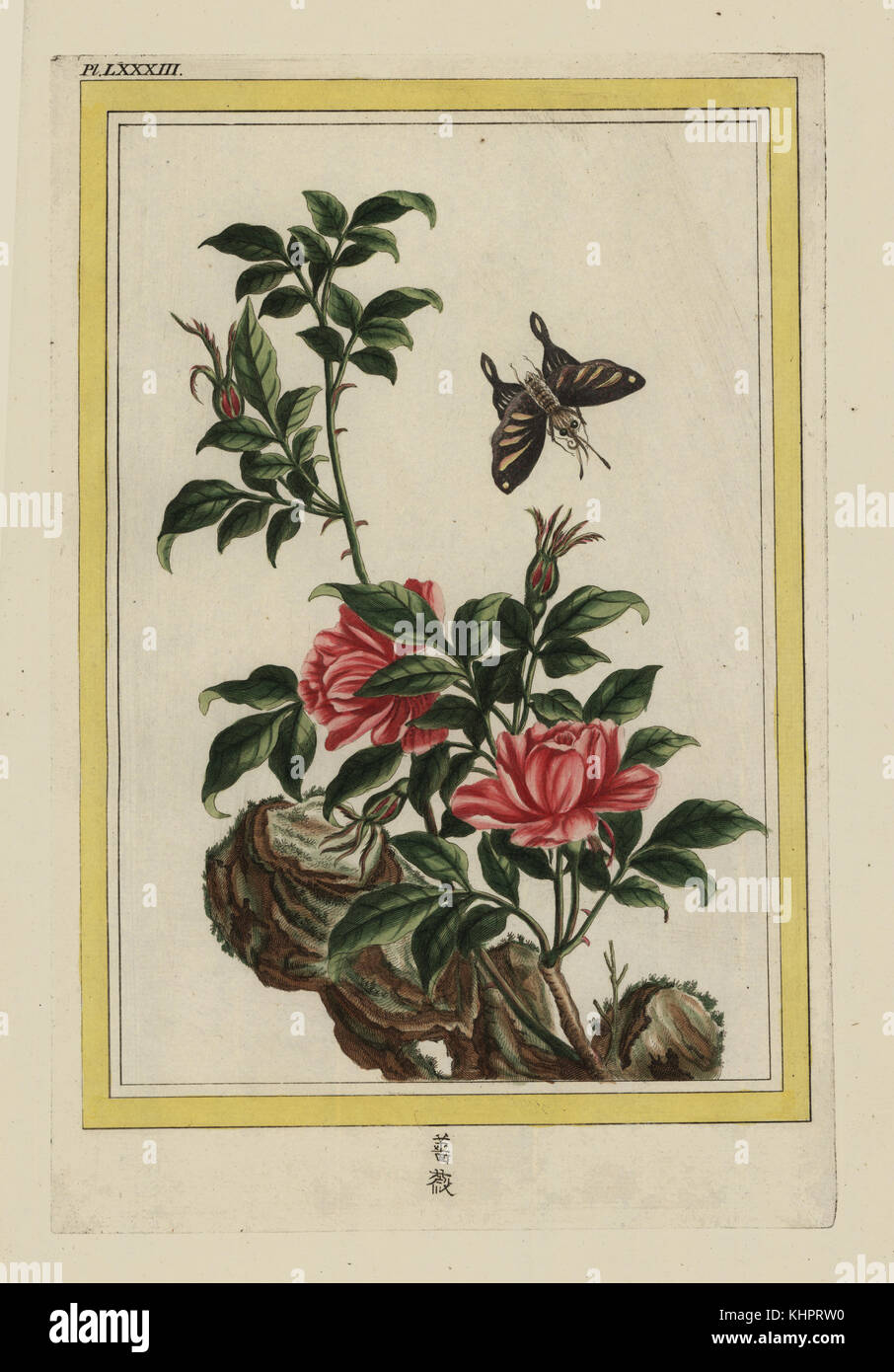Une semi-doubles Rose. Chinese rose, Rosa espèce. Gravure coloriée de Pierre Joseph Buchoz' Collection precieuse et enluminee des fleurs les plus belles et les plus curieuses, qui se cultivent tant dans les jardins de la chine, que dans ceux de l'Europe, Paris, 1776. Banque D'Images