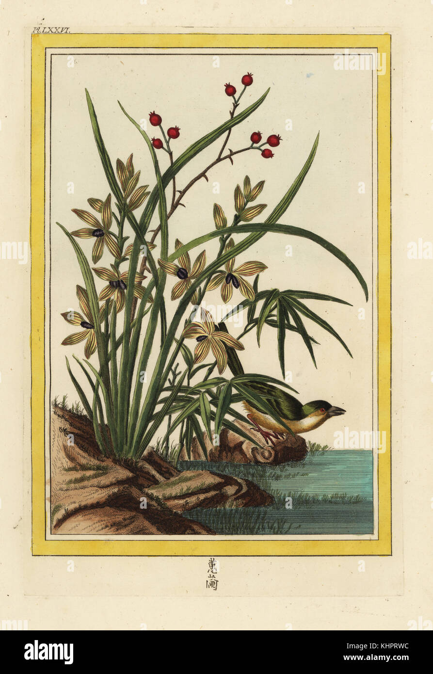 L'Elleborine de la Chine. Helleborine orchid, Cephalanthera longifolia. Gravure coloriée de Pierre Joseph Buchoz' Collection precieuse et enluminee des fleurs les plus belles et les plus curieuses, qui se cultivent tant dans les jardins de la chine, que dans ceux de l'Europe, Paris, 1776. Banque D'Images