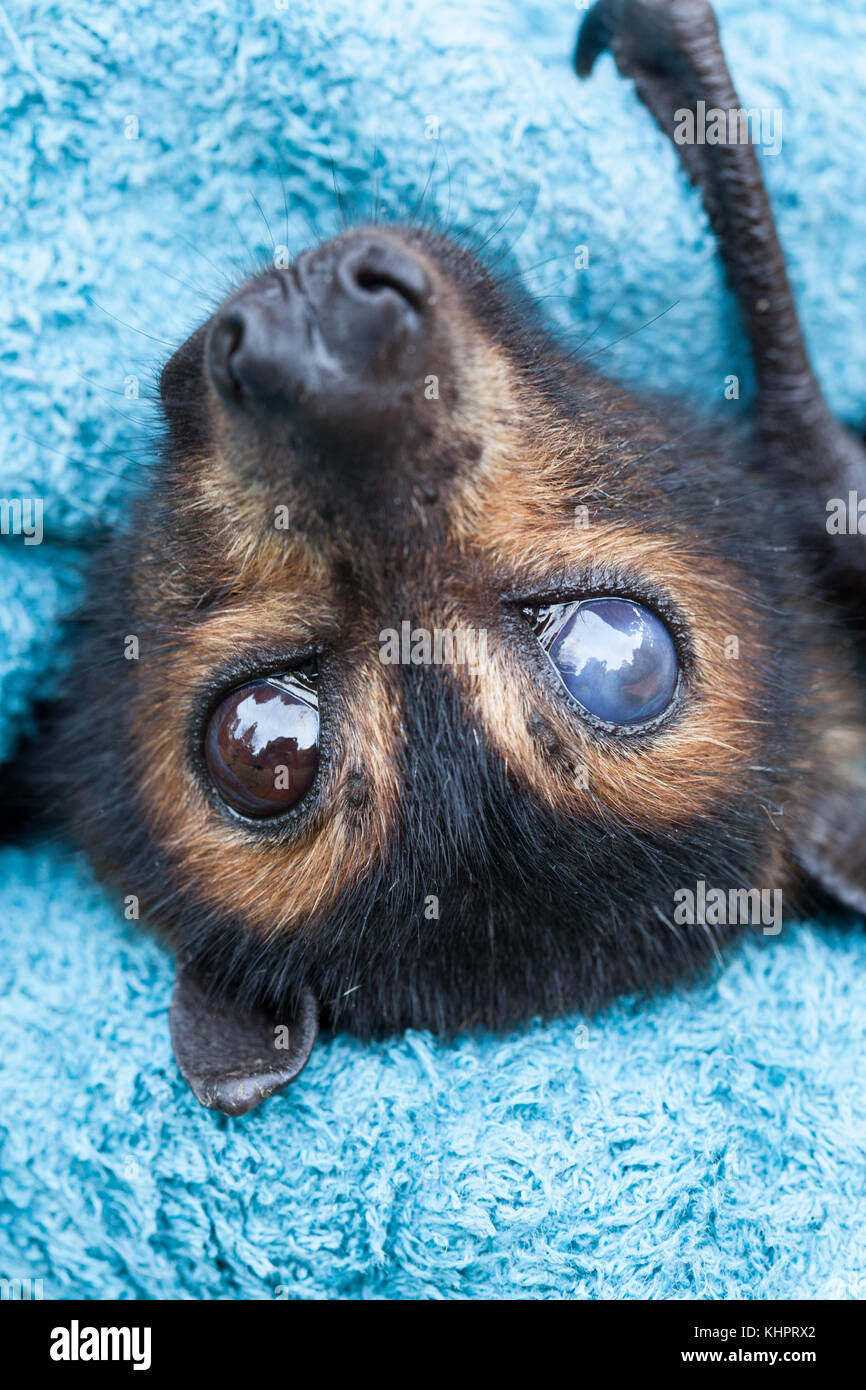 Ours à lunettes flying-fox (pteropus conspicillatus) : femelle adulte avec cataracte de l'œil droit. tolga bat hsopital. carrington. queensland. L'Australie. Banque D'Images