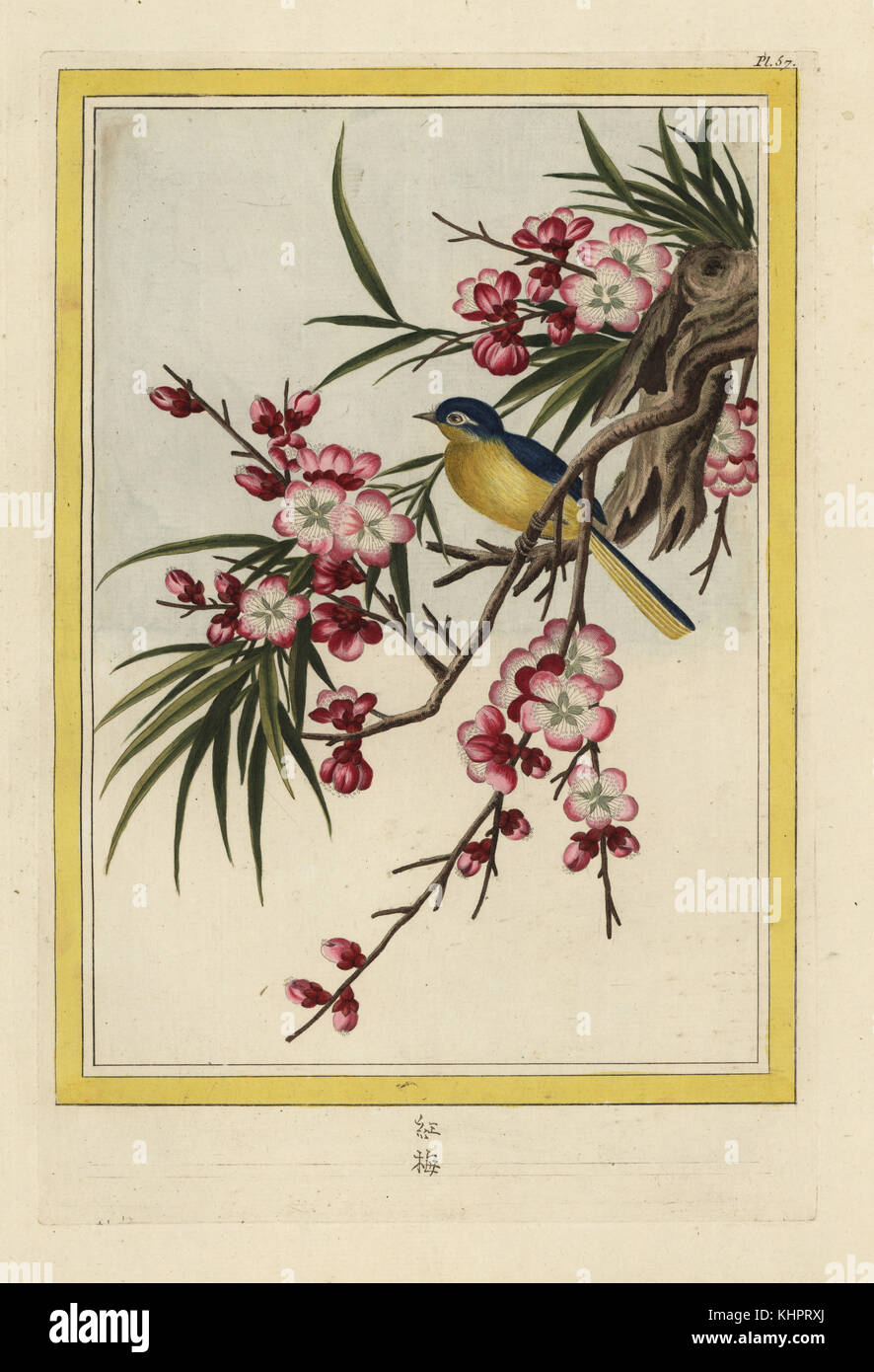 La Pecher de la Chine. Des fleurs de pêcher, Prunus persica. Gravure coloriée de Pierre Joseph Buchoz' Collection precieuse et enluminee des fleurs les plus belles et les plus curieuses, qui se cultivent tant dans les jardins de la chine, que dans ceux de l'Europe, Paris, 1776. Banque D'Images