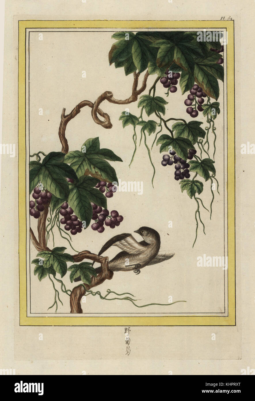 La Vigne. La vigne, Vitis vinifera. Gravure coloriée de Pierre Joseph Buchoz' Collection precieuse et enluminee des fleurs les plus belles et les plus curieuses, qui se cultivent tant dans les jardins de la chine, que dans ceux de l'Europe, Paris, 1776. Banque D'Images