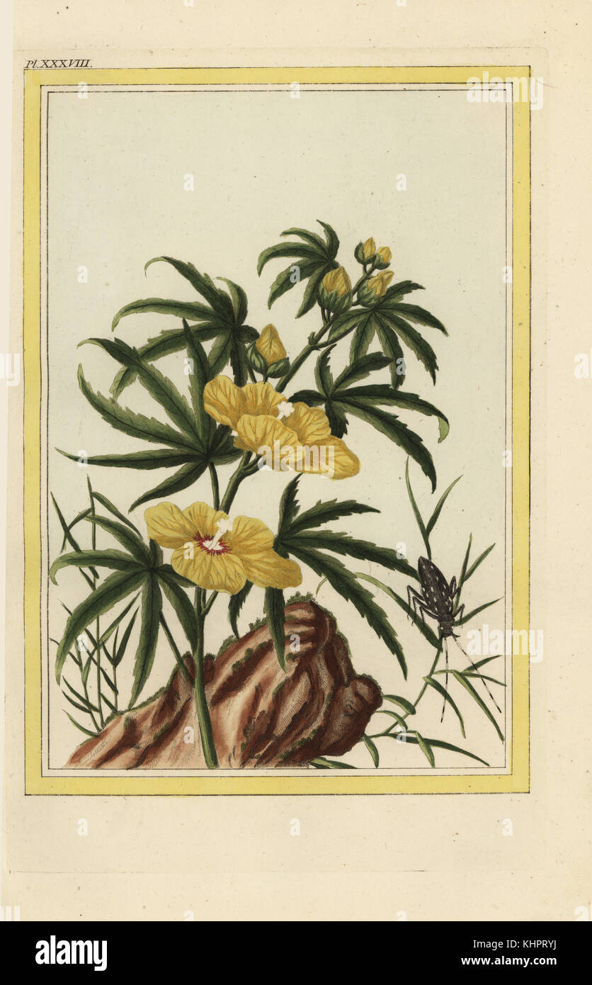 L'Alcee de la Chine une feuilles de Manihot. Manihot Hibiscus Abelmoschus manihot,. Gravure coloriée de Pierre Joseph Buchoz' Collection precieuse et enluminee des fleurs les plus belles et les plus curieuses, qui se cultivent tant dans les jardins de la chine, que dans ceux de l'Europe, Paris, 1776. Banque D'Images