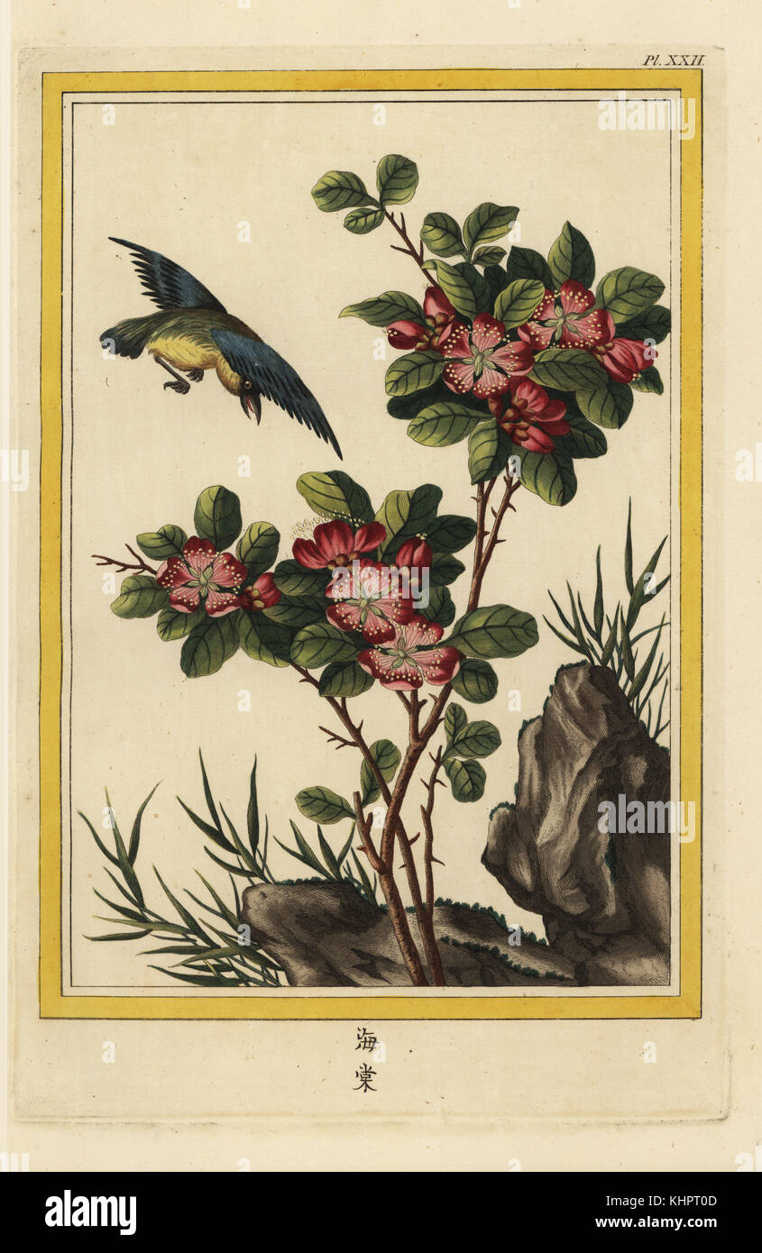 La Thierry une fleurs rouges. Pommier Malus halliana, Hall. Le nom de Thierry, écuyer, médecin consultant du roi. Gravure coloriée de Pierre Joseph Buchoz' Collection precieuse et enluminee des fleurs les plus belles et les plus curieuses, qui se cultivent tant dans les jardins de la chine, que dans ceux de l'Europe, Paris, 1776. Banque D'Images