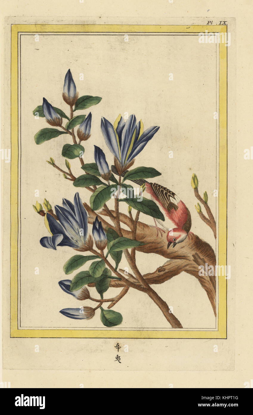 La Lassone petales 5, l'Iulan violet, Lassonia quinquepeta. Yulan magnolia ou pourpre magnolia, Magnolia denudata. Gravure coloriée de Pierre Joseph Buchoz' Collection precieuse et enluminee des fleurs les plus belles et les plus curieuses, qui se cultivent tant dans les jardins de la chine, que dans ceux de l'Europe, Paris, 1776. Banque D'Images