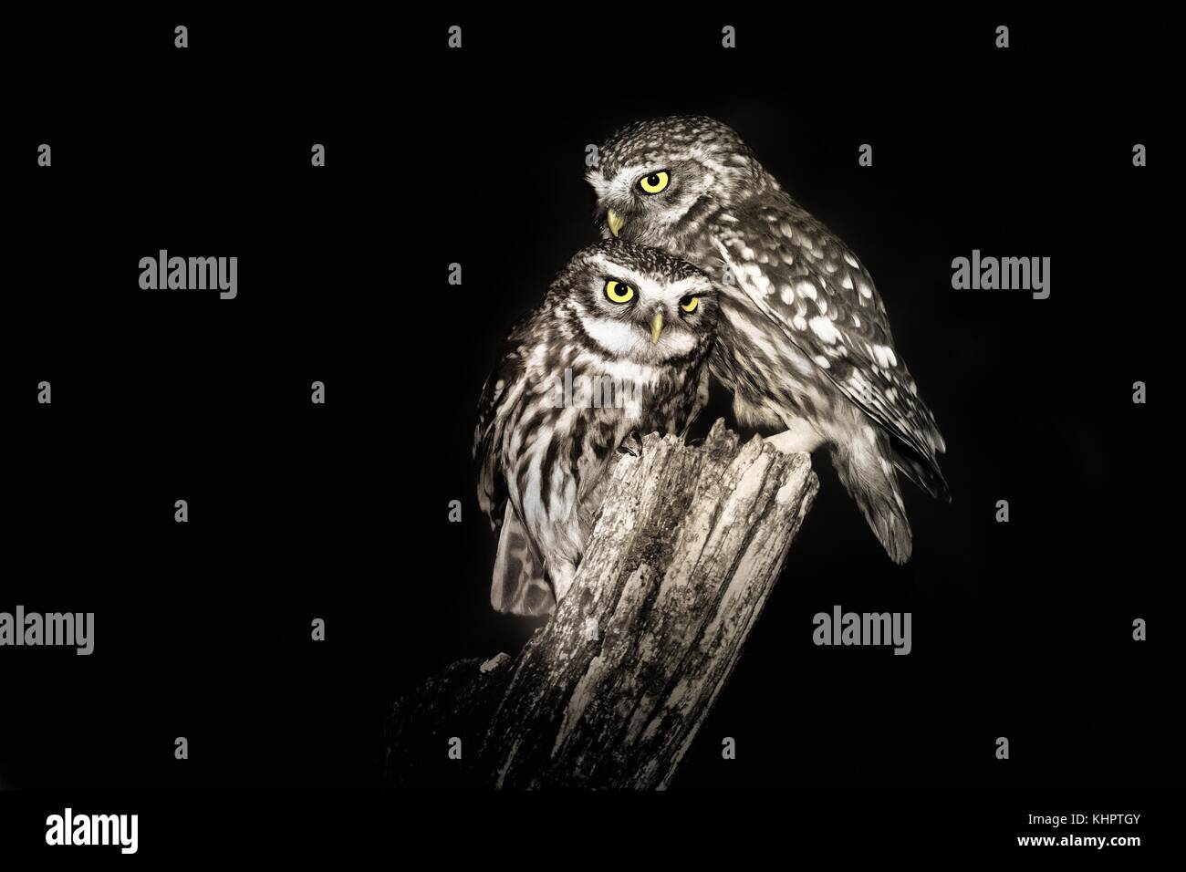 Paire de Petits Câlins Owls (Athene noctula) perché sur un pâle capturé près de dormir la nuit. Banque D'Images