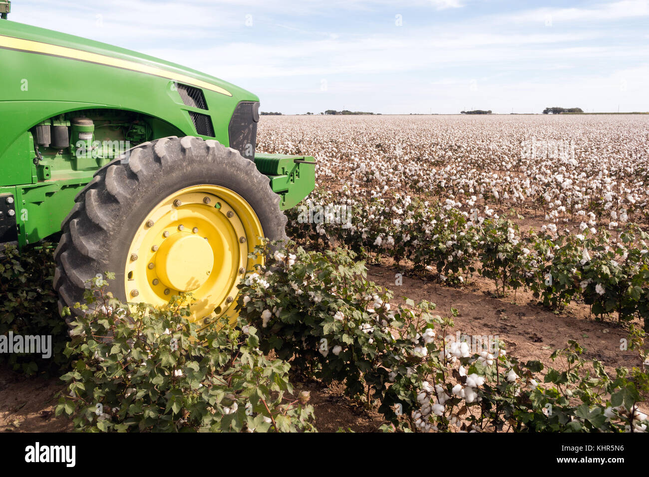 Le tracteur se trouve au bord du champ agricole plantation de coton pour la récolte d'attente Banque D'Images