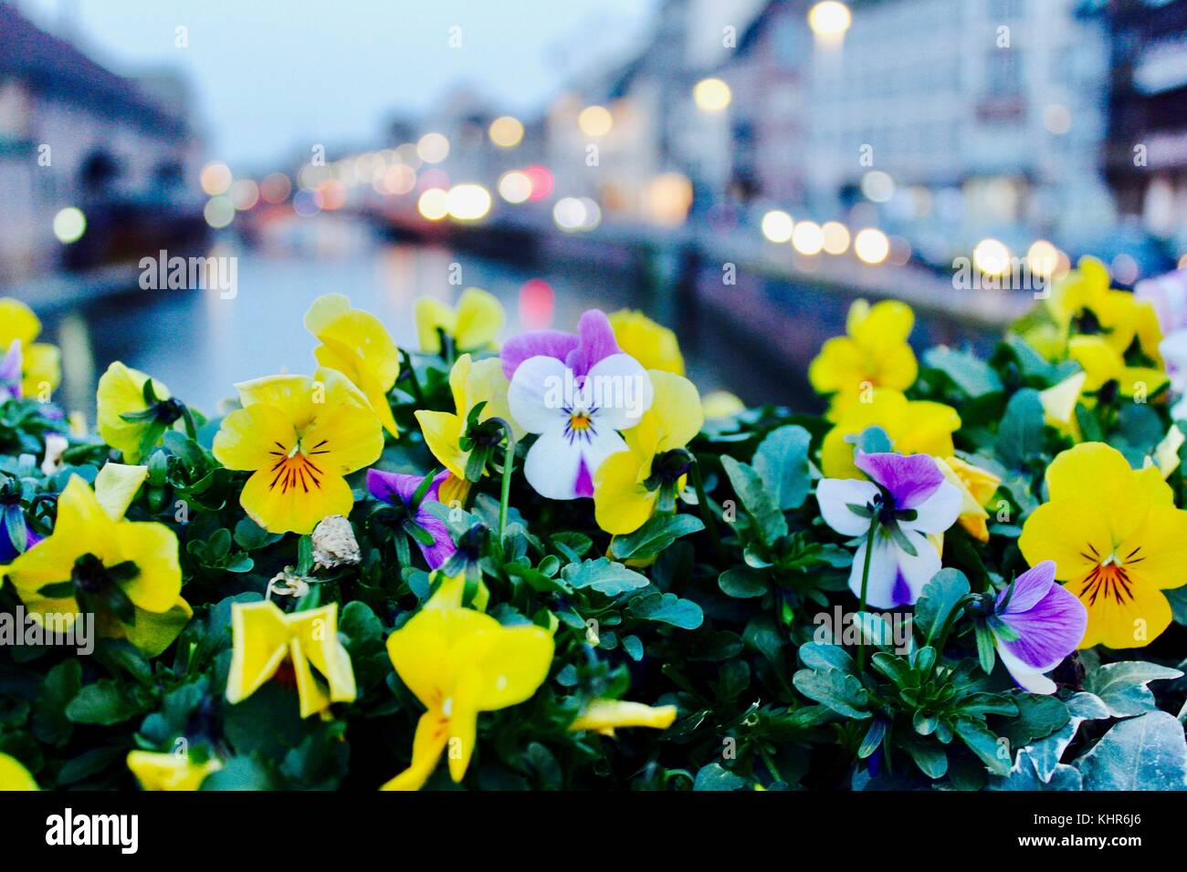 Fleurs dans la ville de Strasbourg Banque D'Images