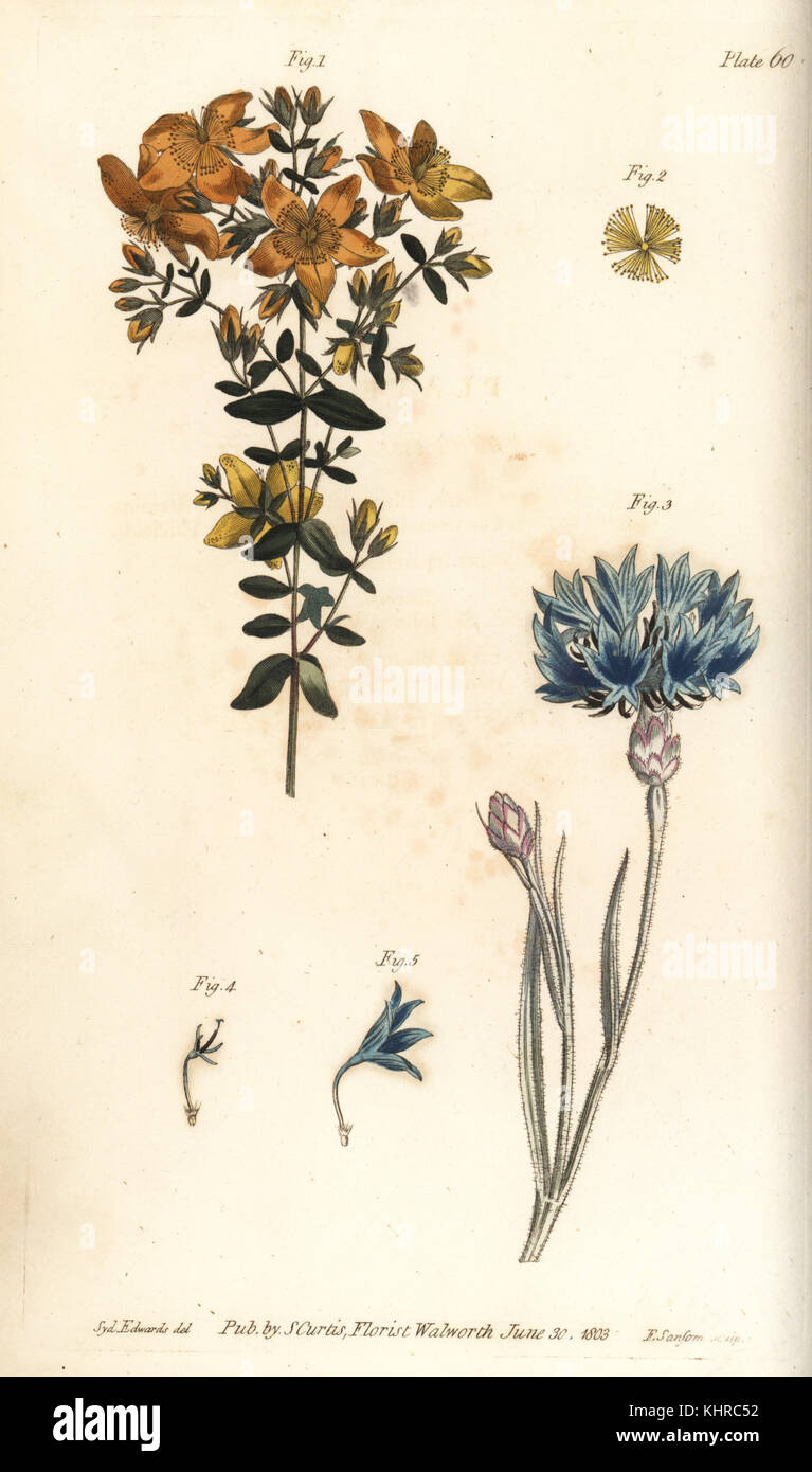 Le millepertuis, Hypericum perforatum, Polyadelphia, 1,2, et bouteille bleue ou bleuet, Centaurea cyanus, Syngenesia, 3-5. La gravure sur cuivre coloriée par F. Sansom, d'une illustration botanique par Sydenham Edwards pour William Curtis' des conférences sur la botanique, tel que prononcé dans le Jardin Botanique à Lambeth, 1805. Banque D'Images