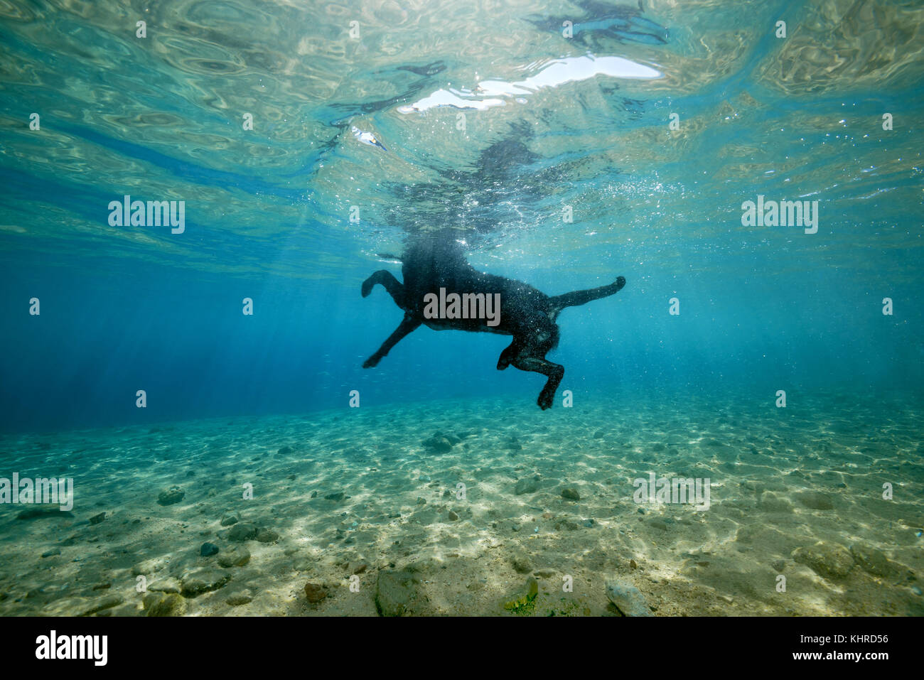 Chien noir flotte sur la surface de l'eau Banque D'Images