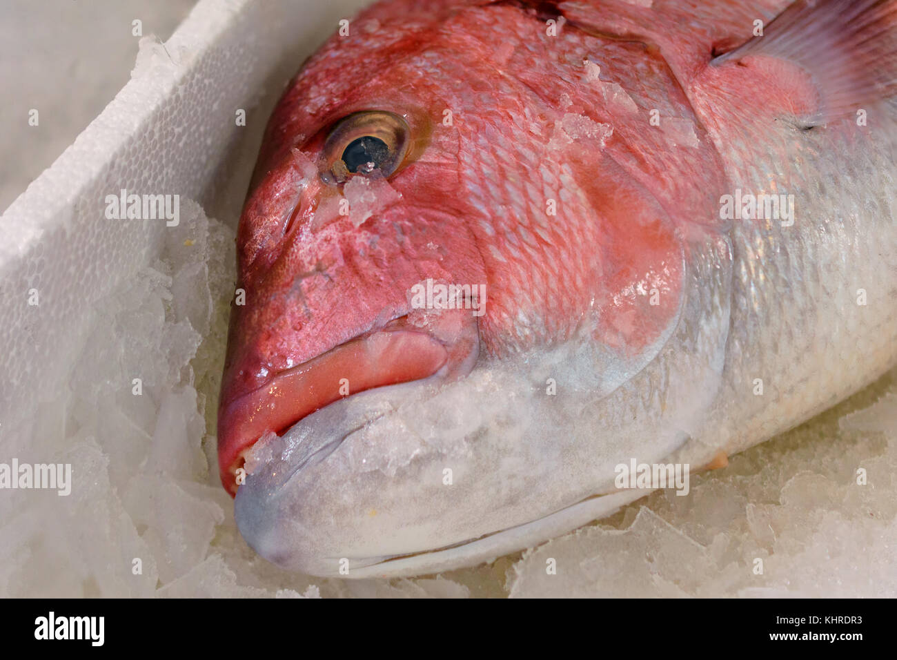 Close-up of freshly caught red snapper Lutjanus campechanus ou avec des dents pointues sur la glace pour la vente dans le marché de poisson grec Banque D'Images