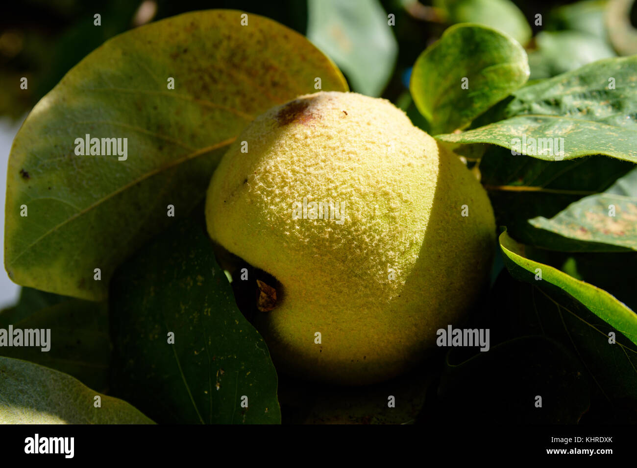 Fruits du cognassier ou cydonia oblonga avec des feuilles vertes baignant dans la lumière du soleil prêt à être récolté en automne Banque D'Images