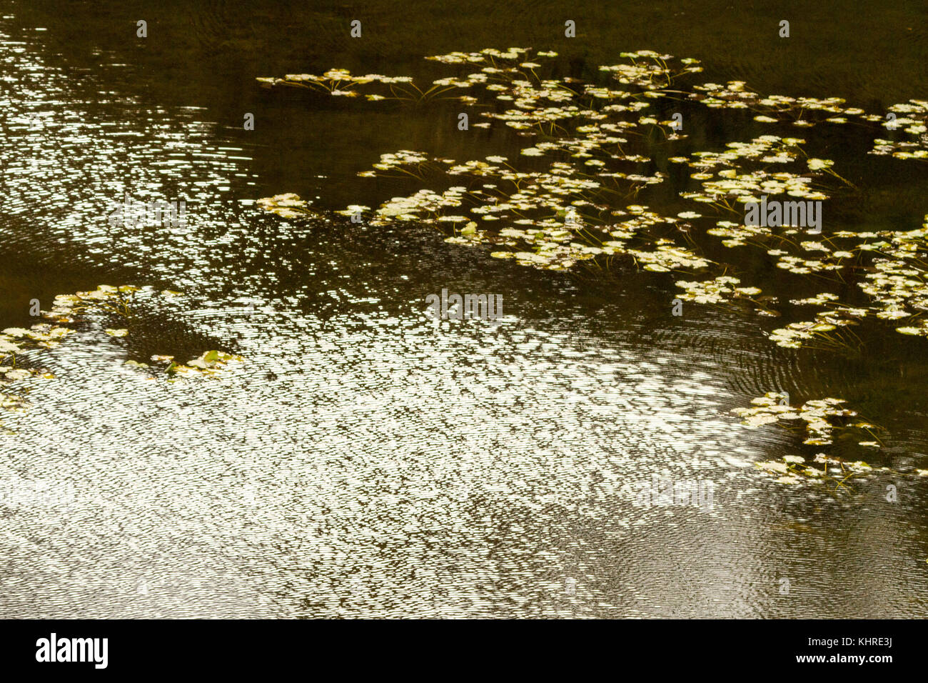 Soleil d'hiver faible réflexion sur les ondes sur l'bosherston lily ponds, Nouvelle-Galles du Sud Banque D'Images