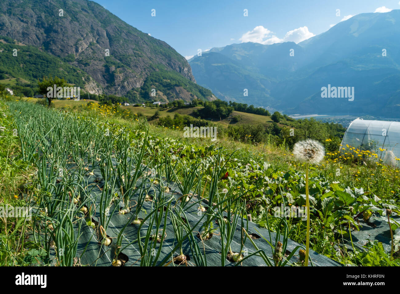 Les cultures d'aliments biologiques dans les Alpes, France Banque D'Images