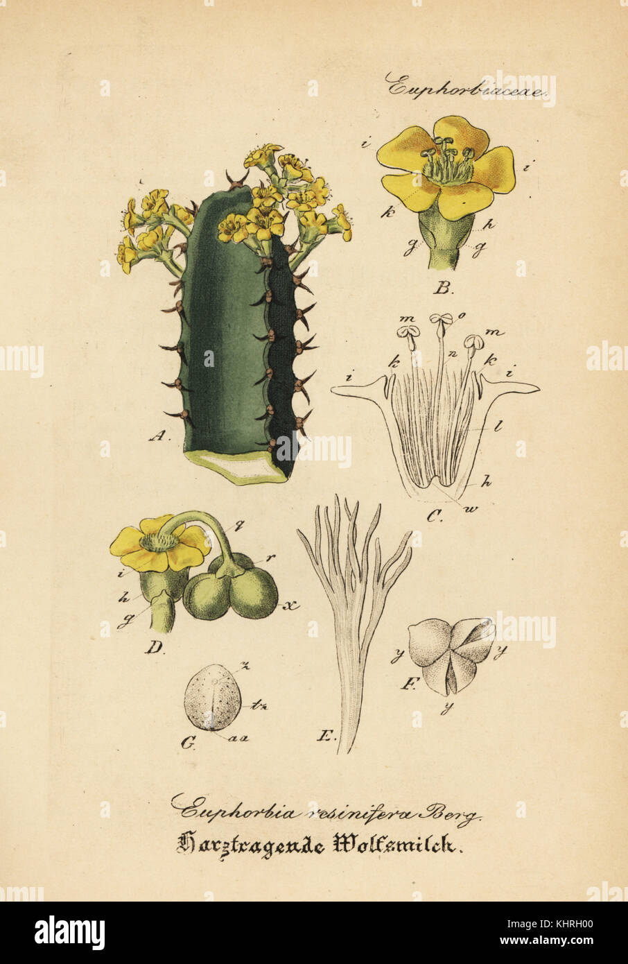 L'euphorbe, Euphorbia resinifera de résine. Coloriée à la gravure sur cuivre du Dr. Willibald" sammtlicher mediinisch Hand-Atlas Artus-pharmaceutischer Gewachse, (Manuel de tous les médecins-usines pharmaceutiques), Iéna, 1876. Banque D'Images