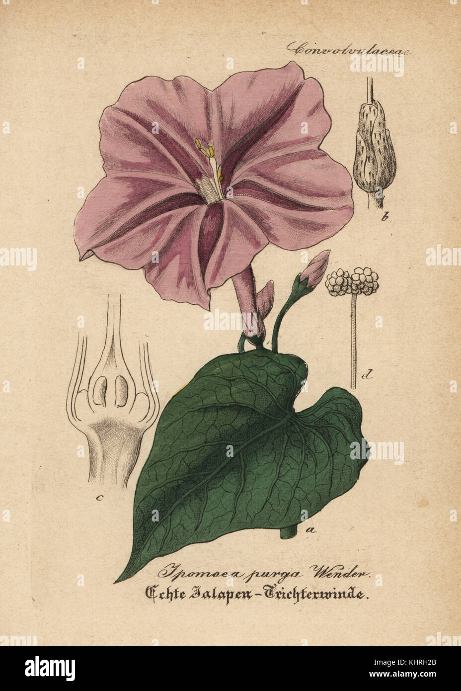 L'Ipomoea purga, Gialappa. Coloriée à la gravure sur cuivre du Dr. Willibald" sammtlicher mediinisch Hand-Atlas Artus-pharmaceutischer Gewachse, (Manuel de tous les médecins-usines pharmaceutiques), Iéna, 1876. Banque D'Images