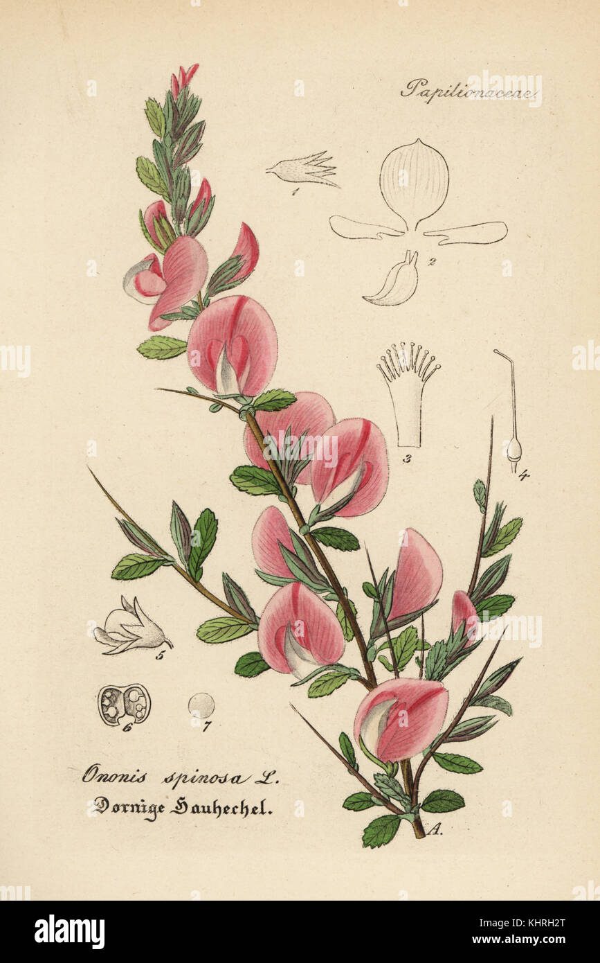 L'restharrow Ononis spinosa,. Coloriée à la gravure sur cuivre du Dr. Willibald" sammtlicher mediinisch Hand-Atlas Artus-pharmaceutischer Gewachse, (Manuel de tous les médecins-usines pharmaceutiques), Iéna, 1876. Banque D'Images