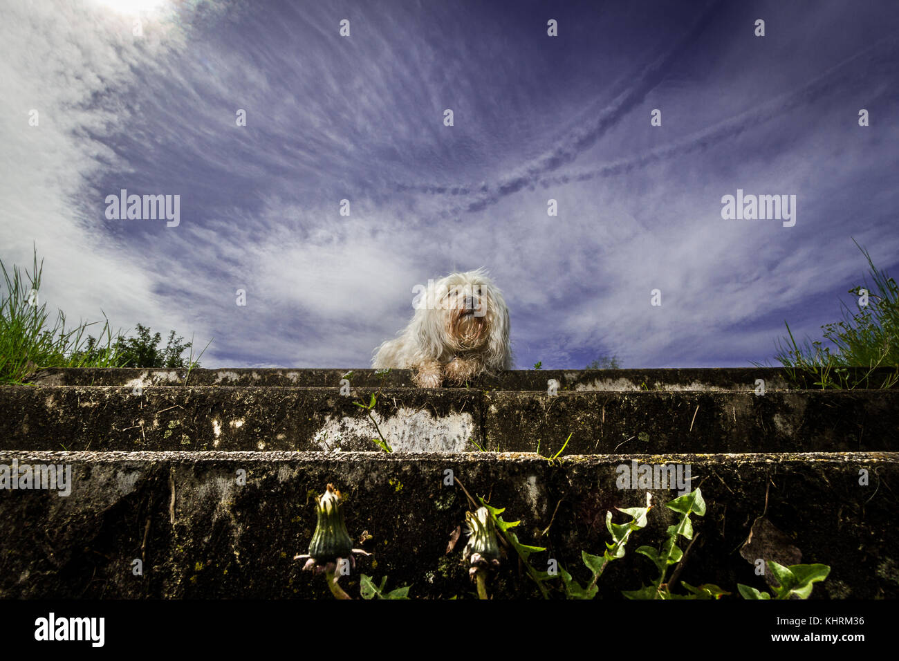 Petit Bichon havanais blanc est assis assez déserte et seul sur un escalier, prise d'en bas avec un objectif grand angle. Banque D'Images