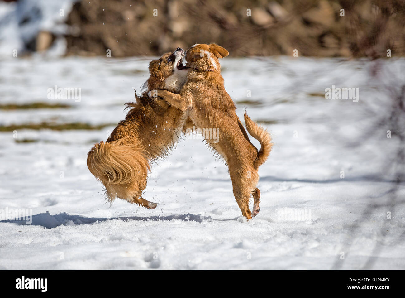 Deux jeunes chiens à jouer dans la neige. Banque D'Images