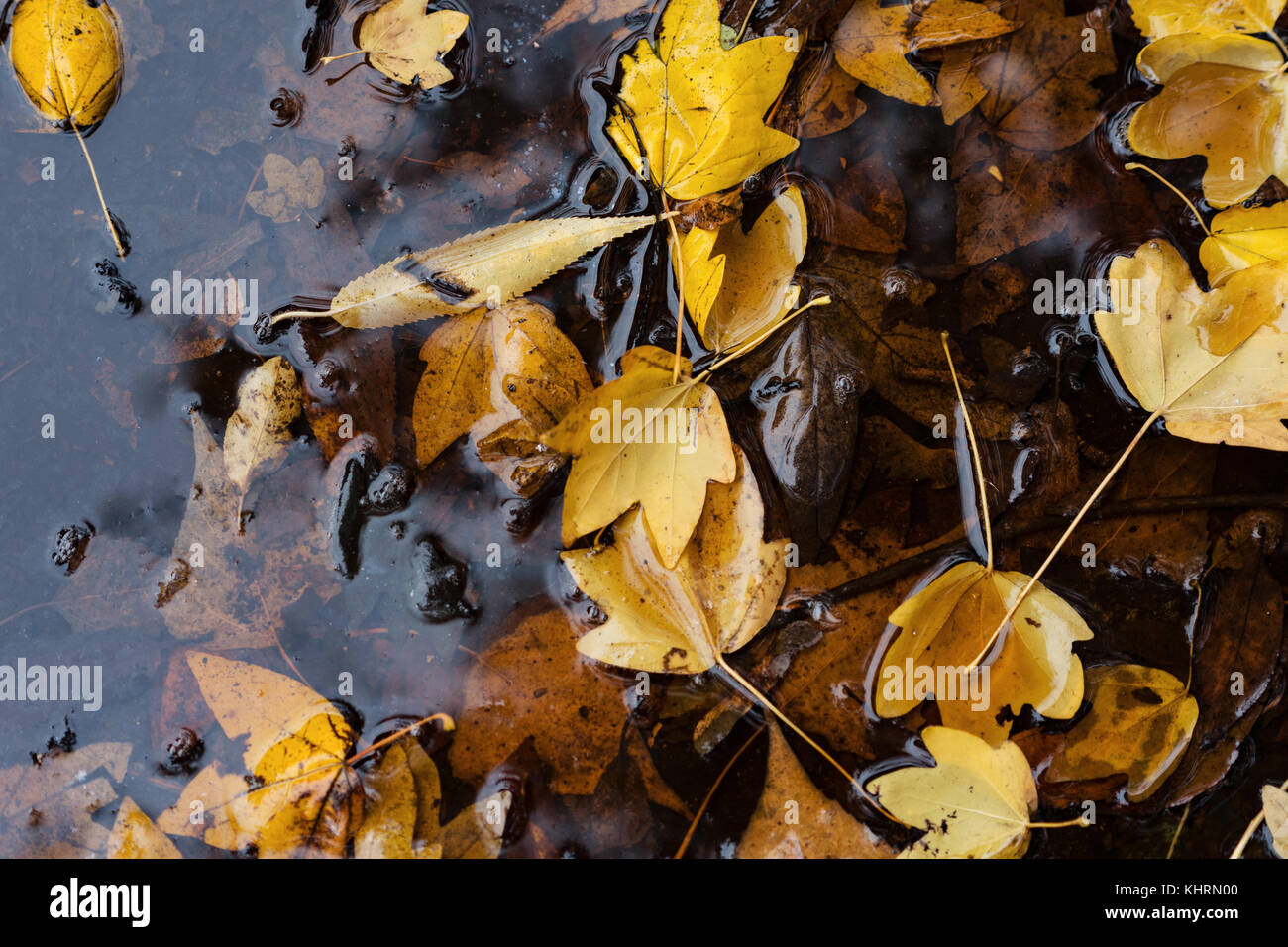 Les feuilles d'automne dans la flaque d'eau Banque D'Images